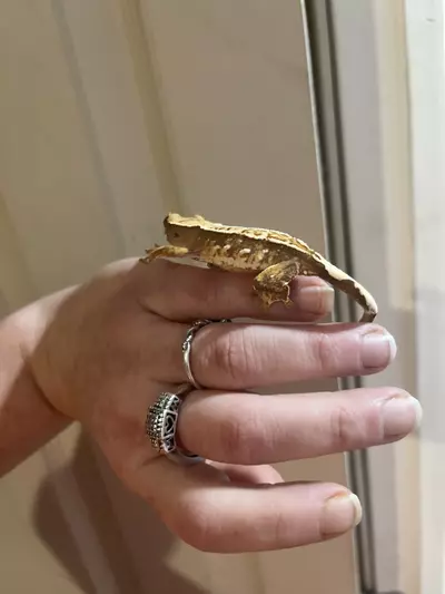 plant/CrIs06 - crazy snowflake harlequin - white dots will expand. mom and full coverage sibling pictured-2-thumbnail