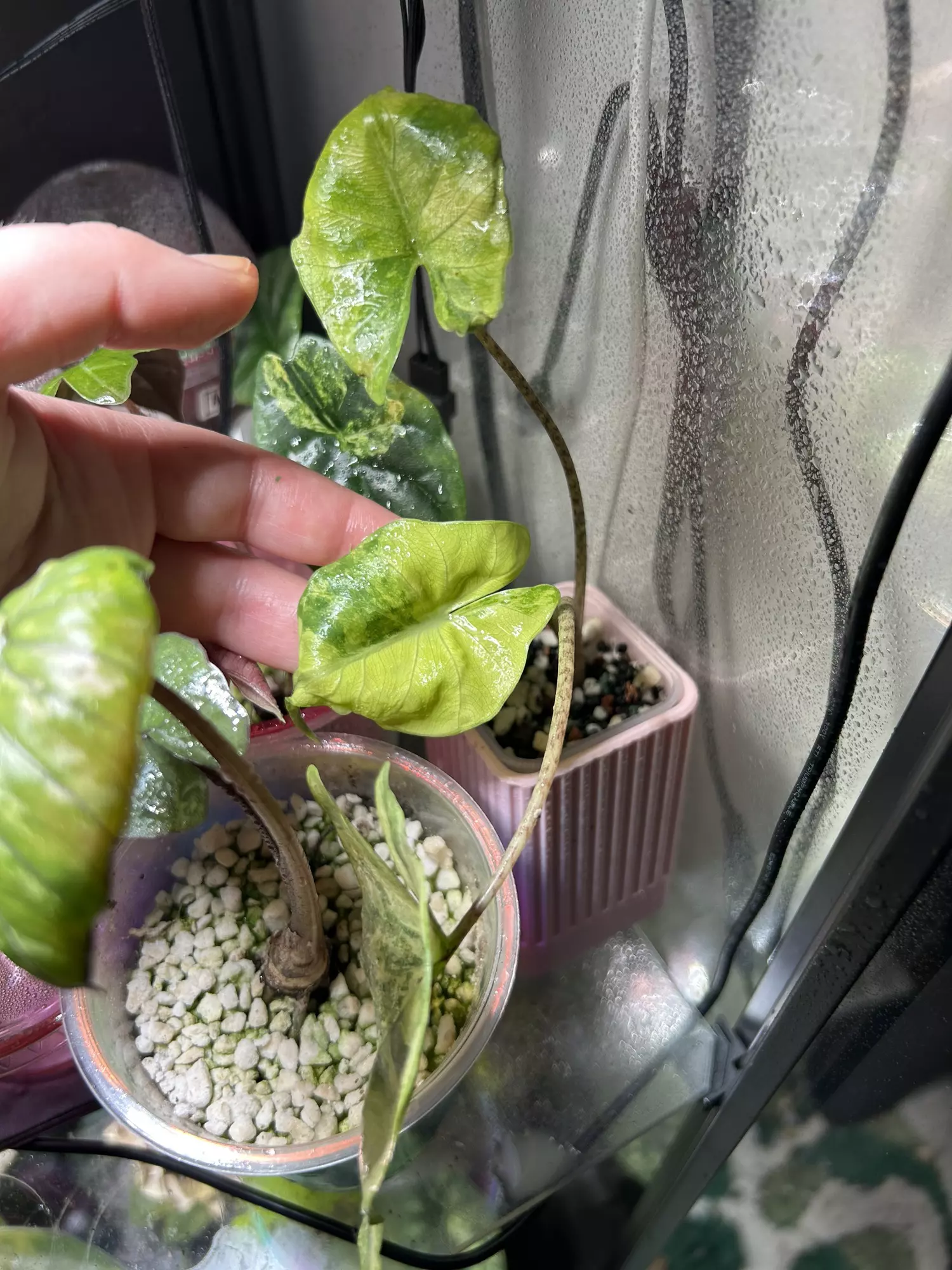 plant/Alocasia Sting Ray Aurea-1