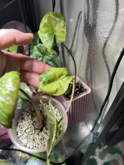 plant/Alocasia Sting Ray Aurea-1-thumbnail