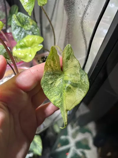 plant/Alocasia Sting Ray Aurea-0-thumbnail