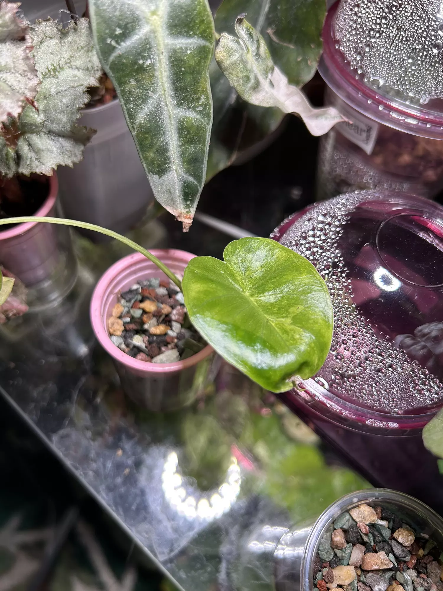 plant/Alocasia NOID-0