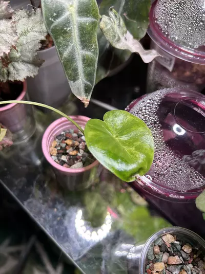 plant/Alocasia NOID-0-thumbnail