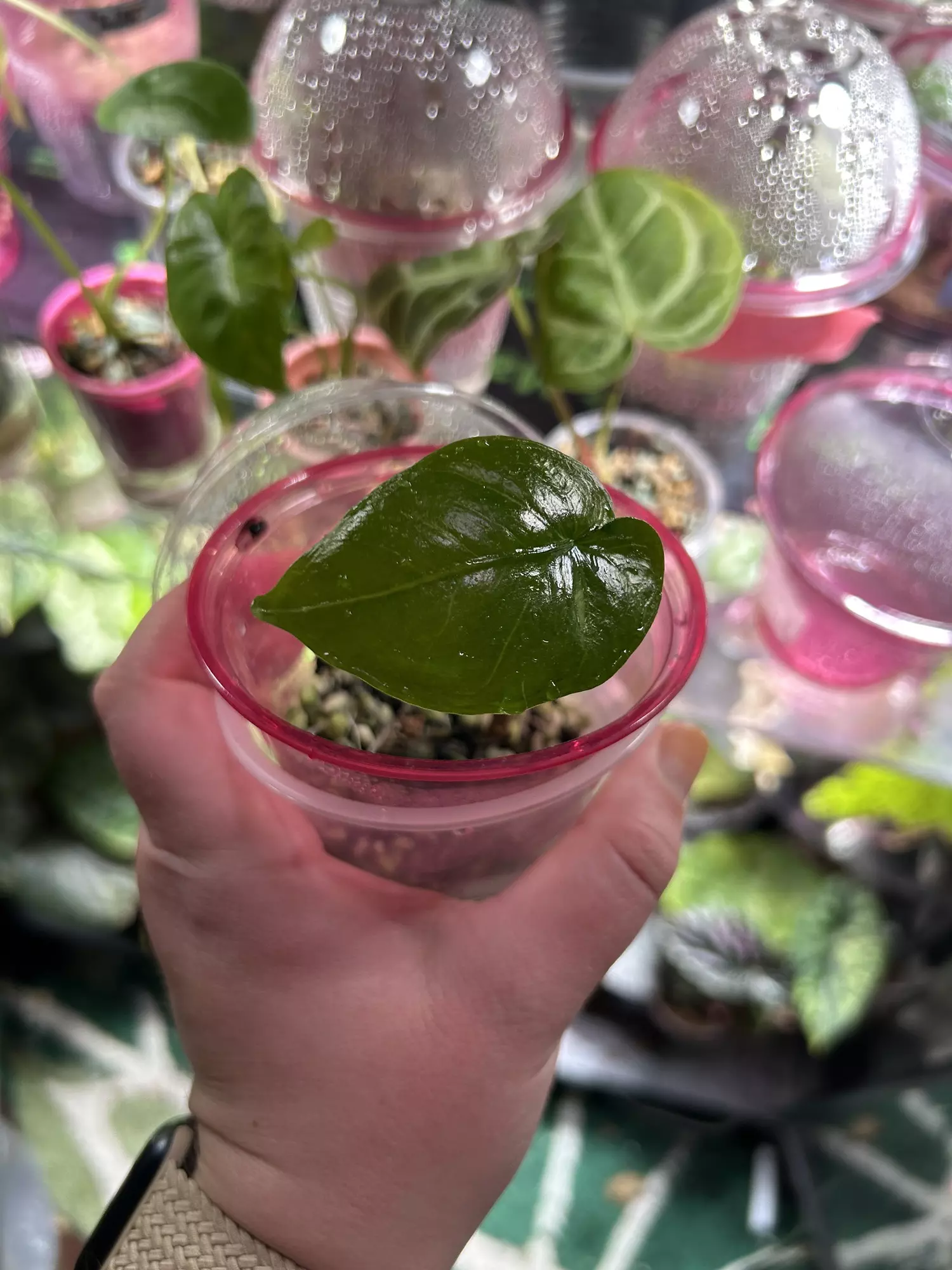 plant/Alocasia Corazon from chunk-0