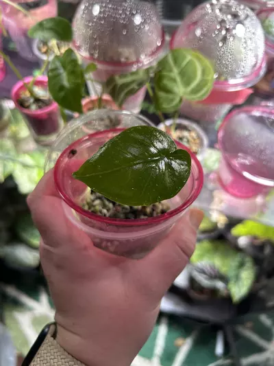 plant/Alocasia Corazon from chunk-0-thumbnail