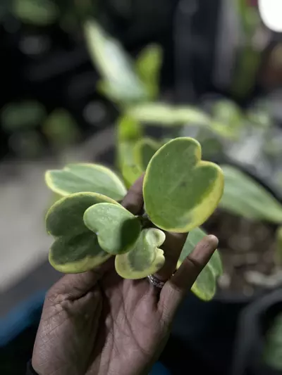 plant/Hoya Kerrii outer variegated cutting-0-thumbnail