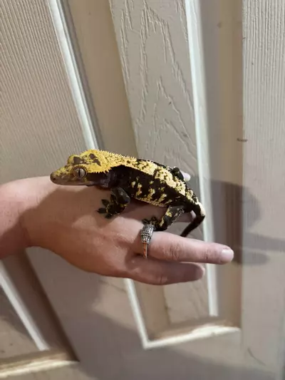 plant/Rick Flair - pitch black and white tricolor Harle rtb male 48g-3-thumbnail