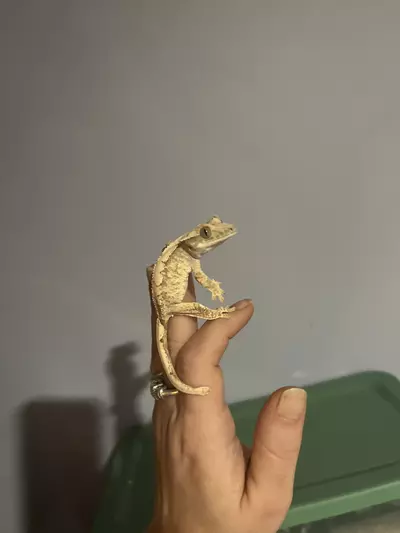 plant/CrIs06 - crazy snowflake harlequin - white dots will expand. mom and full coverage sibling pictured-3-thumbnail