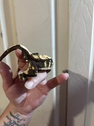 plant/Rick Flair - pitch black and white tricolor Harle rtb male 48g-2-thumbnail