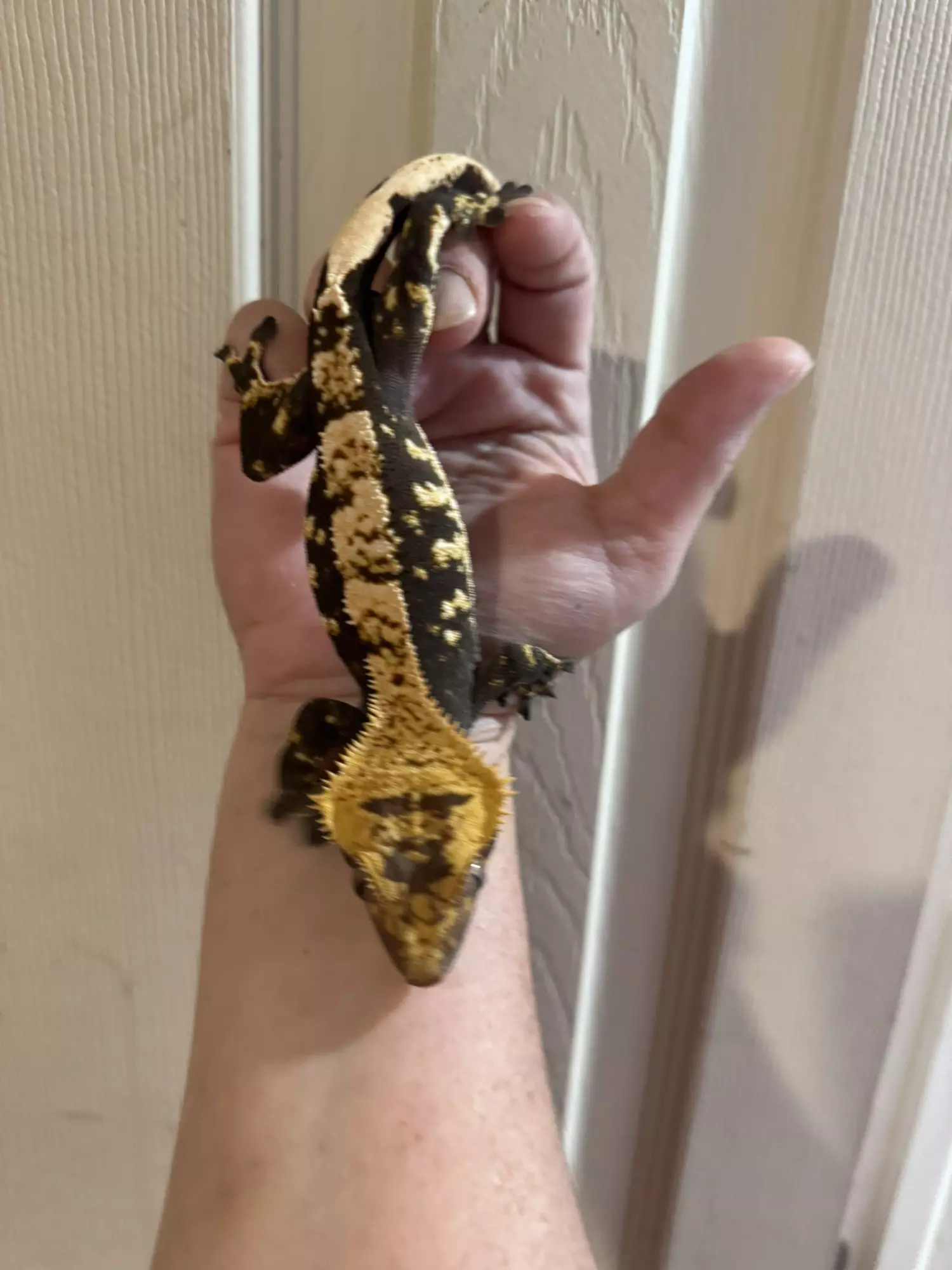 plant/Rick Flair - pitch black and white tricolor Harle rtb male 48g-0