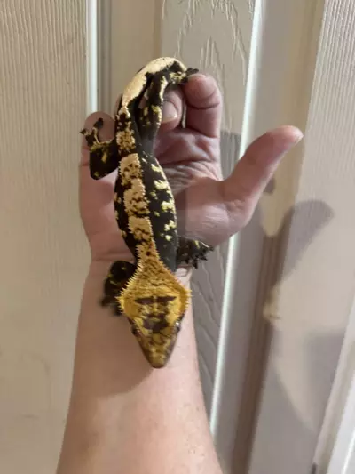 plant/Rick Flair - pitch black and white tricolor Harle rtb male 48g-0-thumbnail