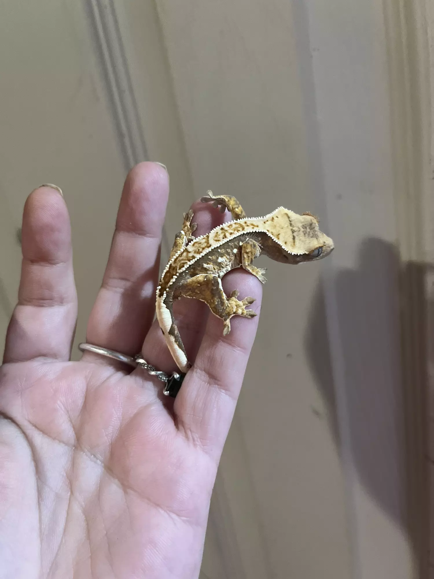 plant/CrIs06 - crazy snowflake harlequin - white dots will expand. mom and full coverage sibling pictured-0