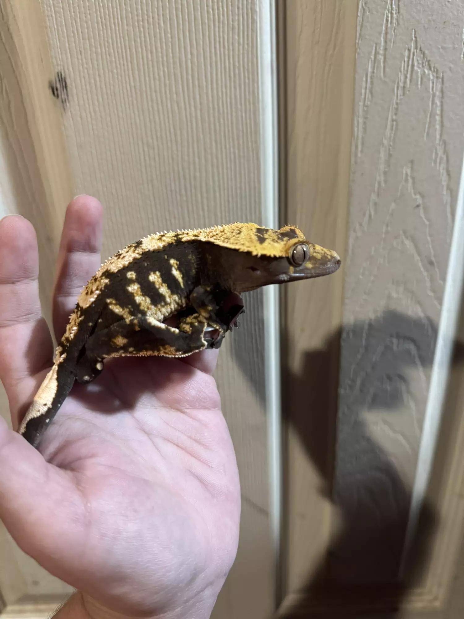 plant/Rick Flair - pitch black and white tricolor Harle rtb male 48g-1