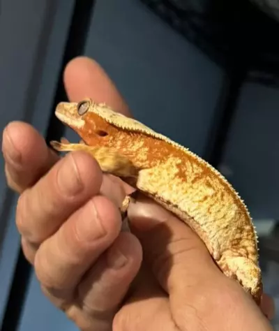 plant/CrIs06 - crazy snowflake harlequin - white dots will expand. mom and full coverage sibling pictured-4-thumbnail