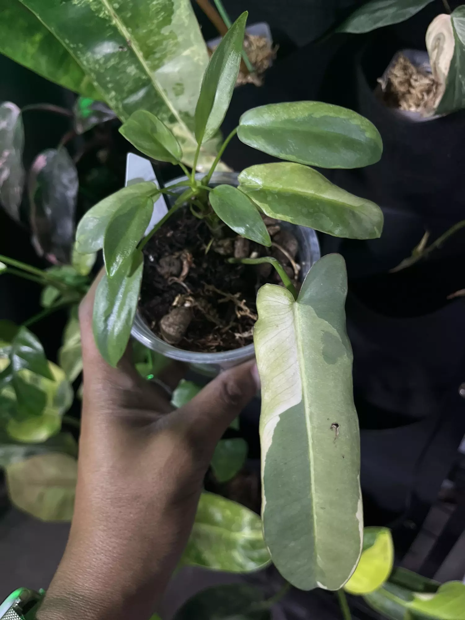 plant/philodendron atabapoense variegated-0