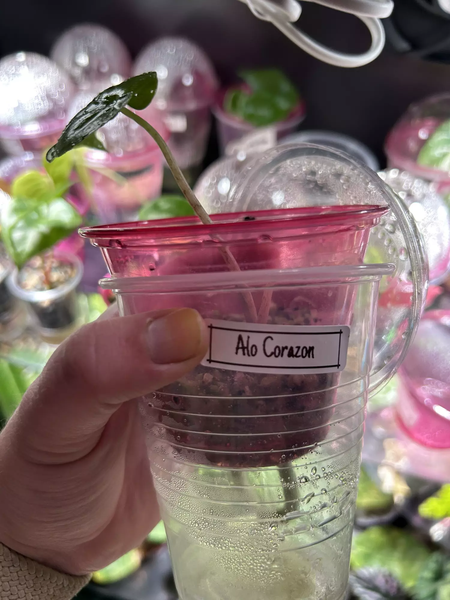 plant/Alocasia Corazon from chunk-1