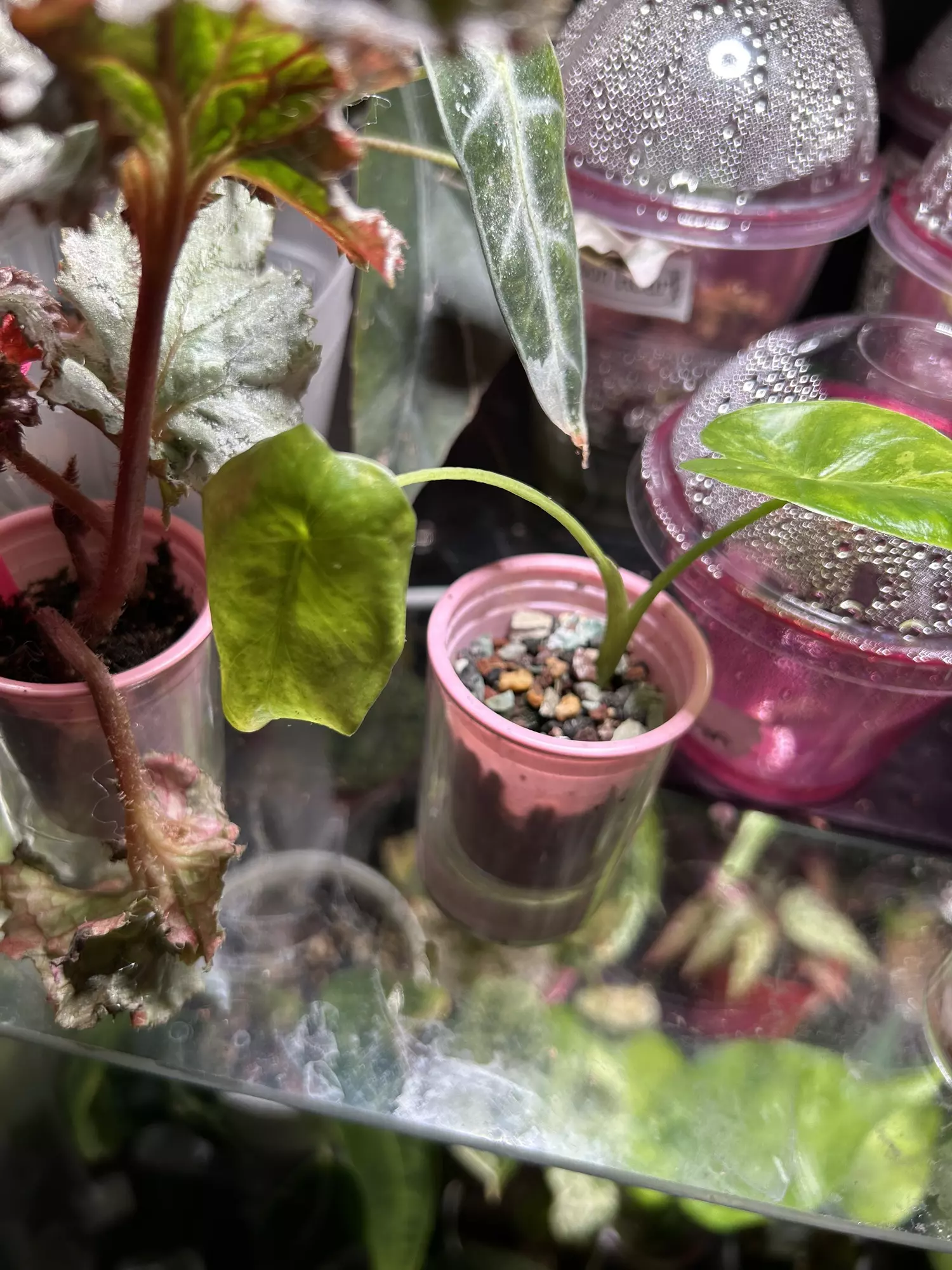 plant/Alocasia NOID-1