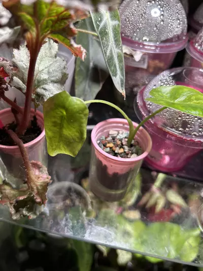 plant/Alocasia NOID-1-thumbnail