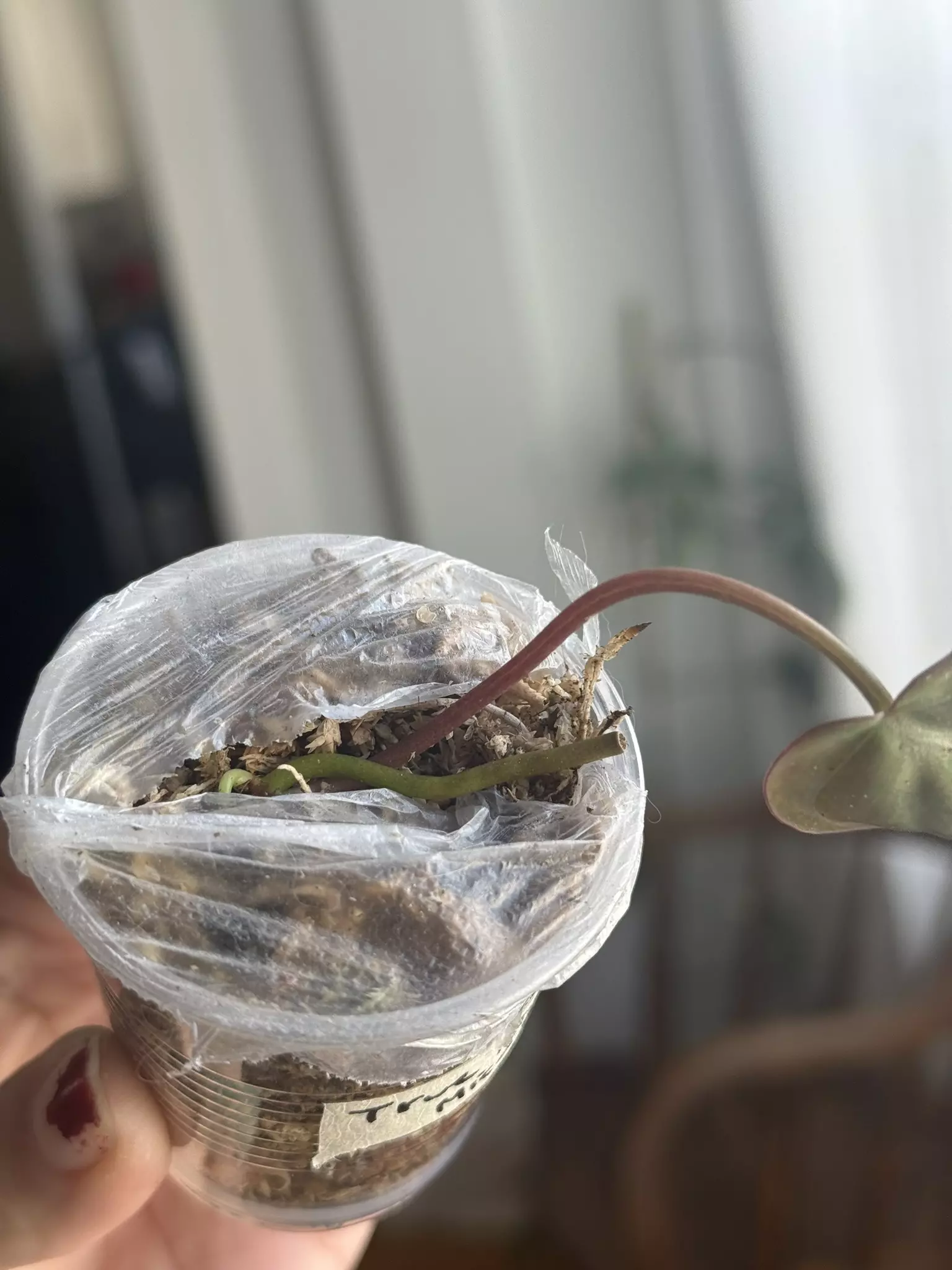 plant/True Pink Micans - Revert?-1