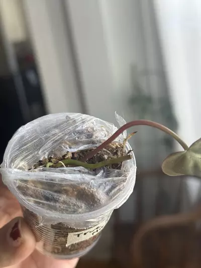 plant/True Pink Micans - Revert?-1-thumbnail