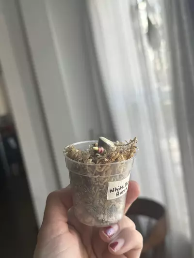 plant/White Princess Aurea NODE-1-thumbnail