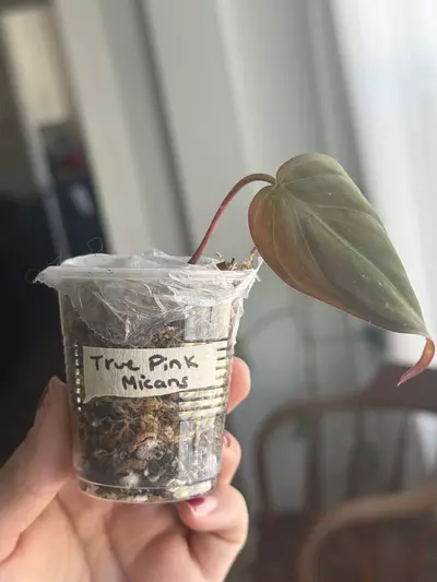 plant/True Pink Micans - Revert?-0-thumbnail