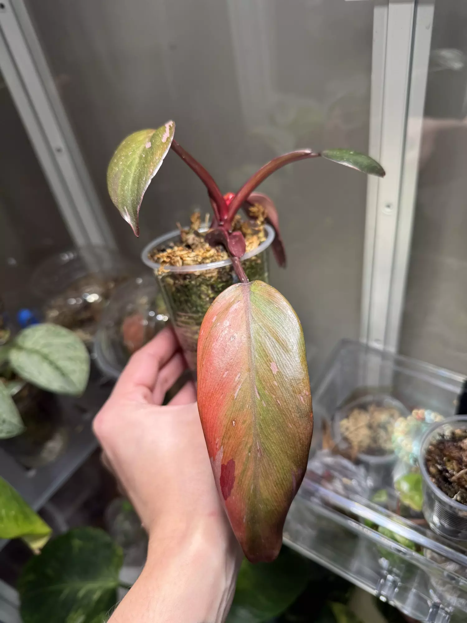 plant/Fire Princess-0