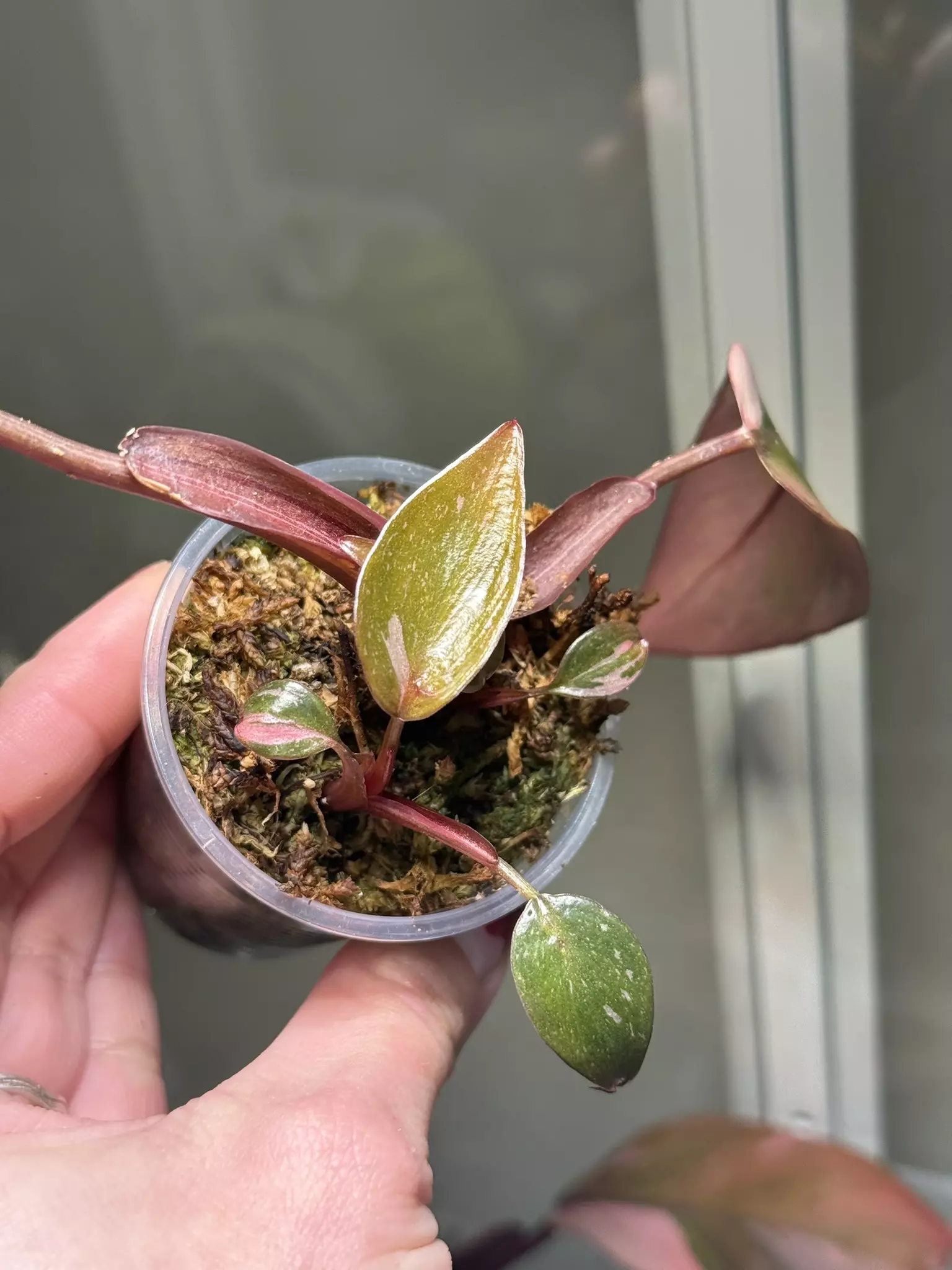 plant/Fire Princess-0