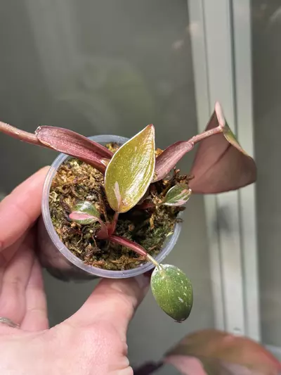 plant/Fire Princess-0-thumbnail