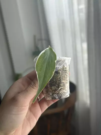 plant/Micans Halo-0-thumbnail