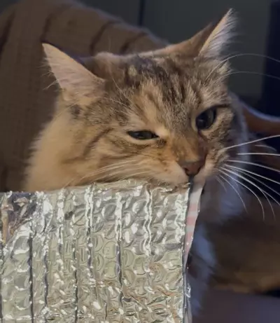 plant/Just Insulation-0-thumbnail