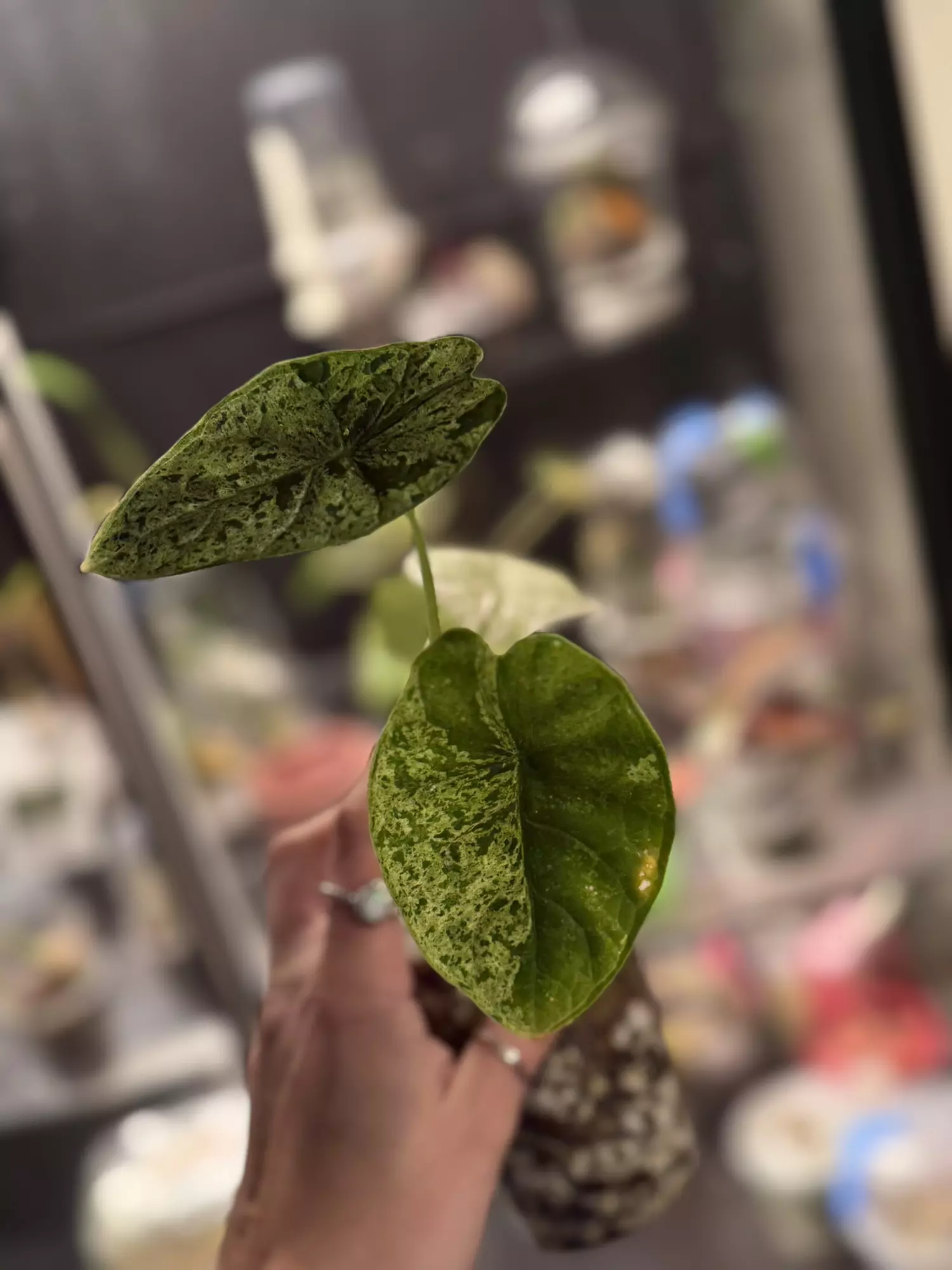 plant/Alocaisa Dragon Scale Mint-2