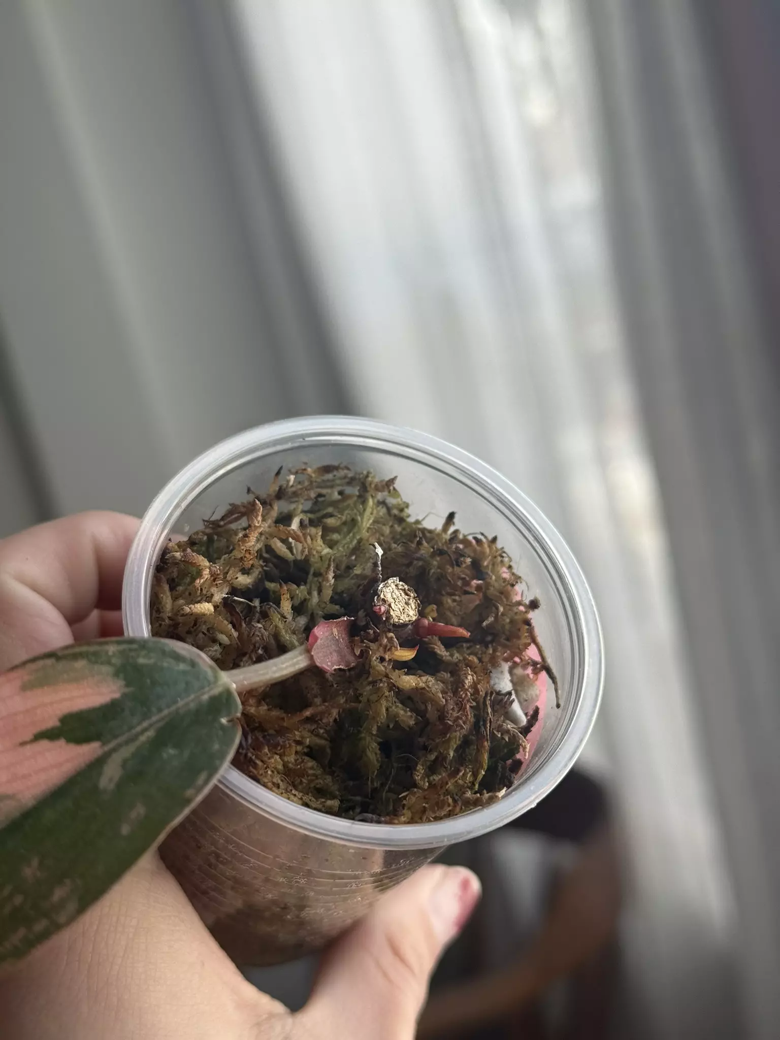 plant/Red Congo Var, 5+ active GPs-1