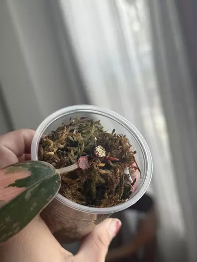 plant/Red Congo Var, 5+ active GPs-1-thumbnail