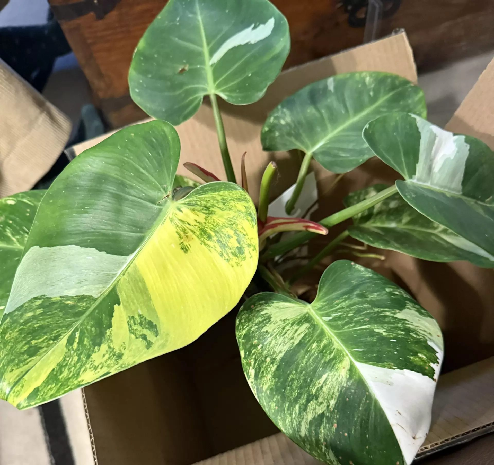 plant/White Princess Aurea NODE-0