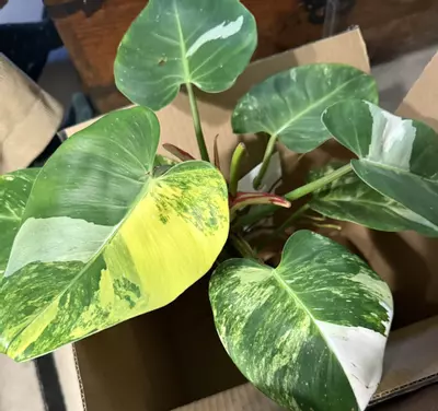 plant/White Princess Aurea NODE-0-thumbnail