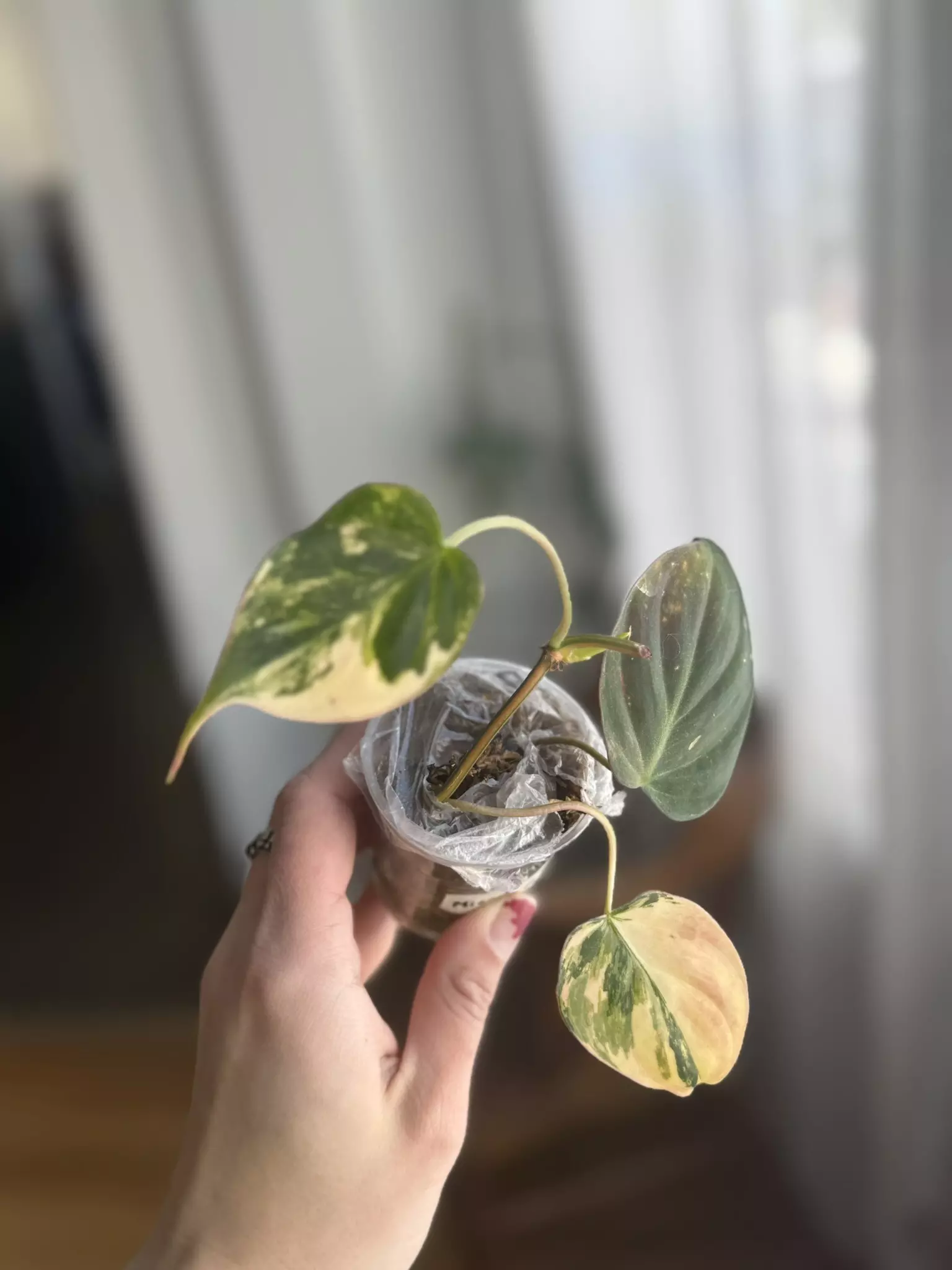 plant/Micans Aurea-0