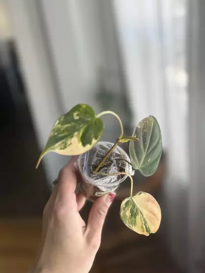 plant/Micans Aurea-0-thumbnail