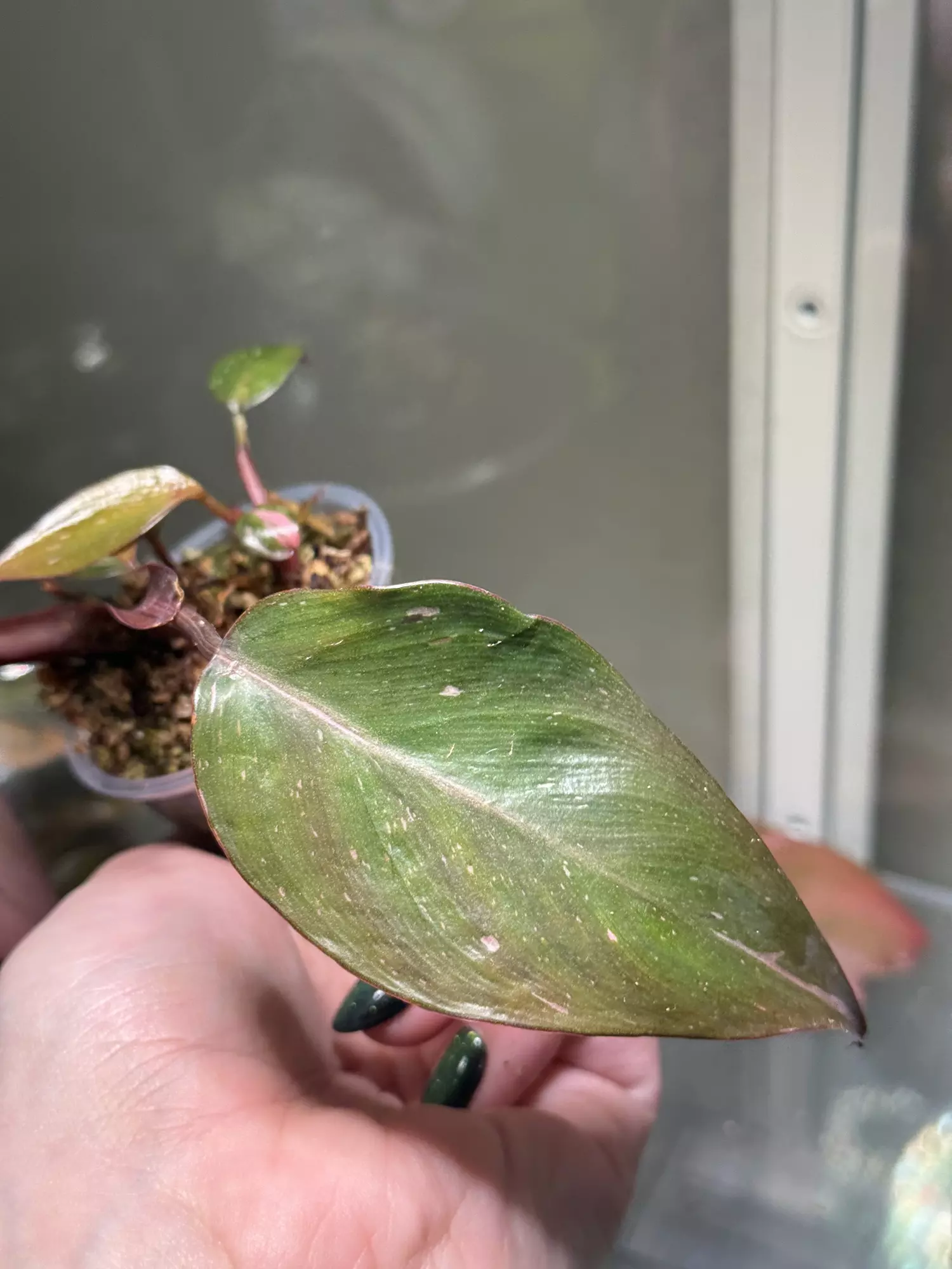 plant/Fire Princess-2