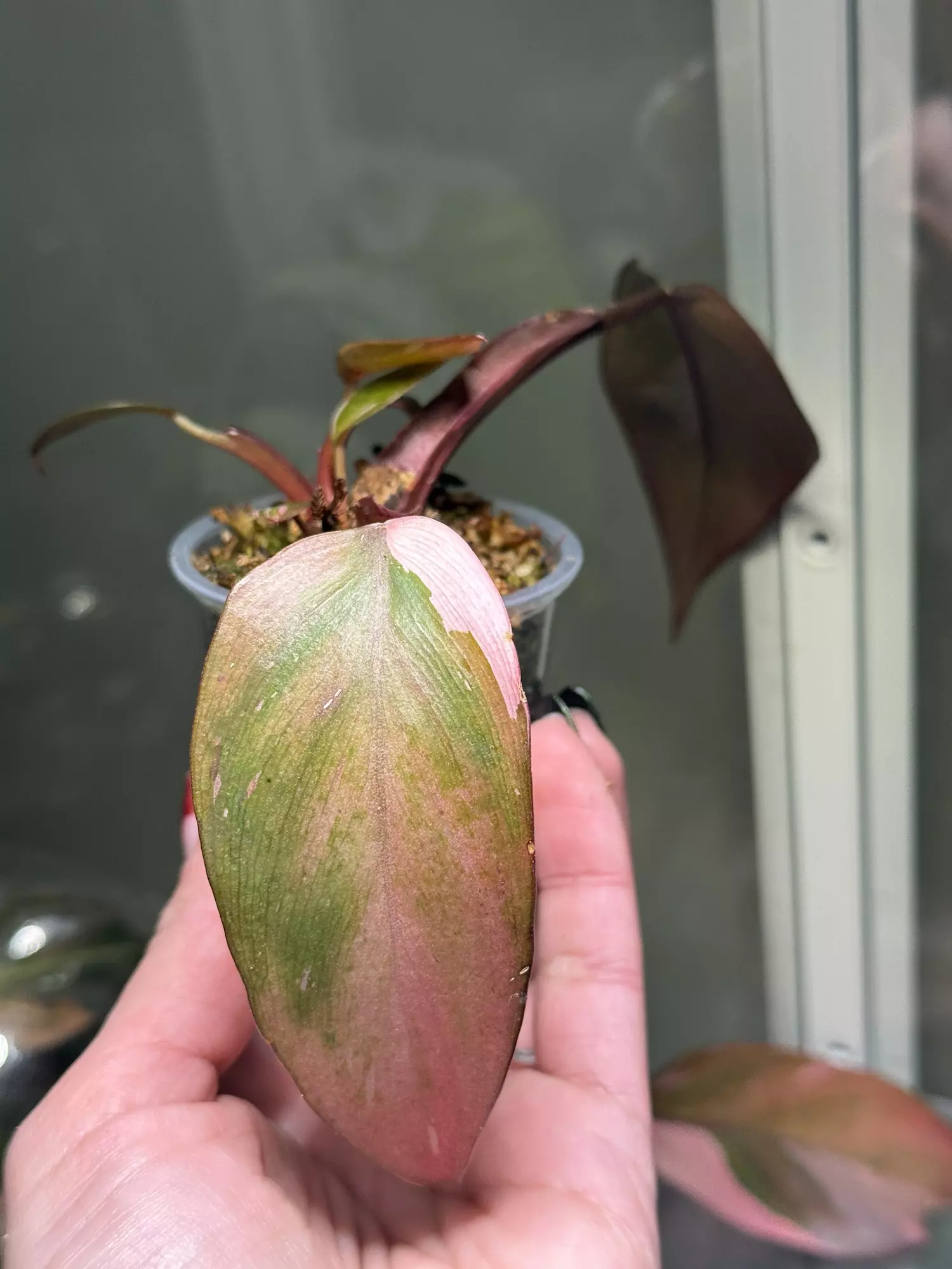 plant/Fire Princess-1