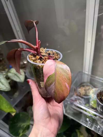 plant/Fire Princess-2-thumbnail