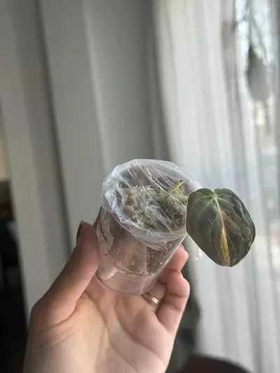 plant/Orange Melanochrysum - from TC-0-thumbnail