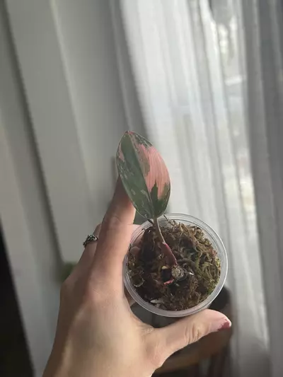 plant/Red Congo Var, 5+ active GPs-0-thumbnail