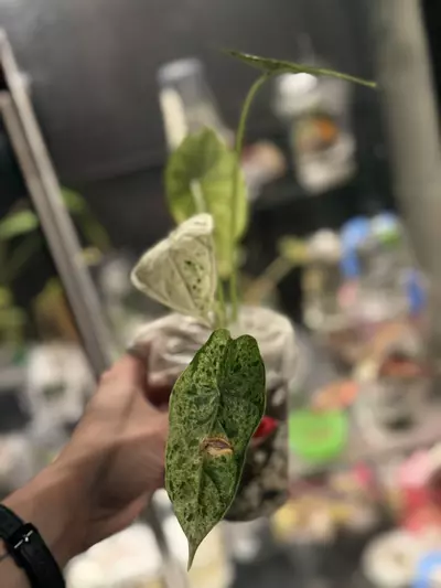 plant/Alocaisa Dragon Scale Mint-1-thumbnail