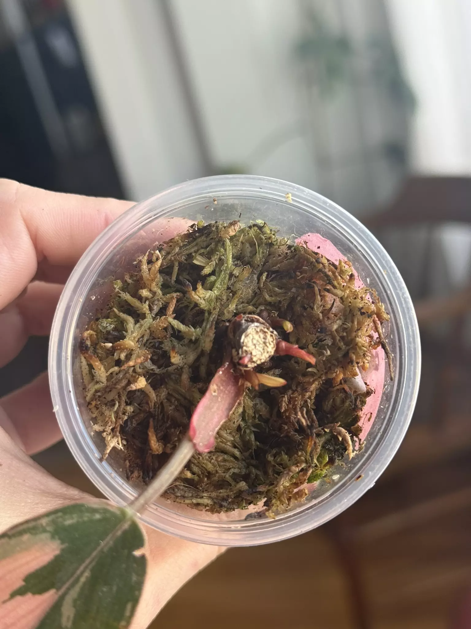 plant/Red Congo Var, 5+ active GPs-2