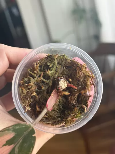 plant/Red Congo Var, 5+ active GPs-2-thumbnail