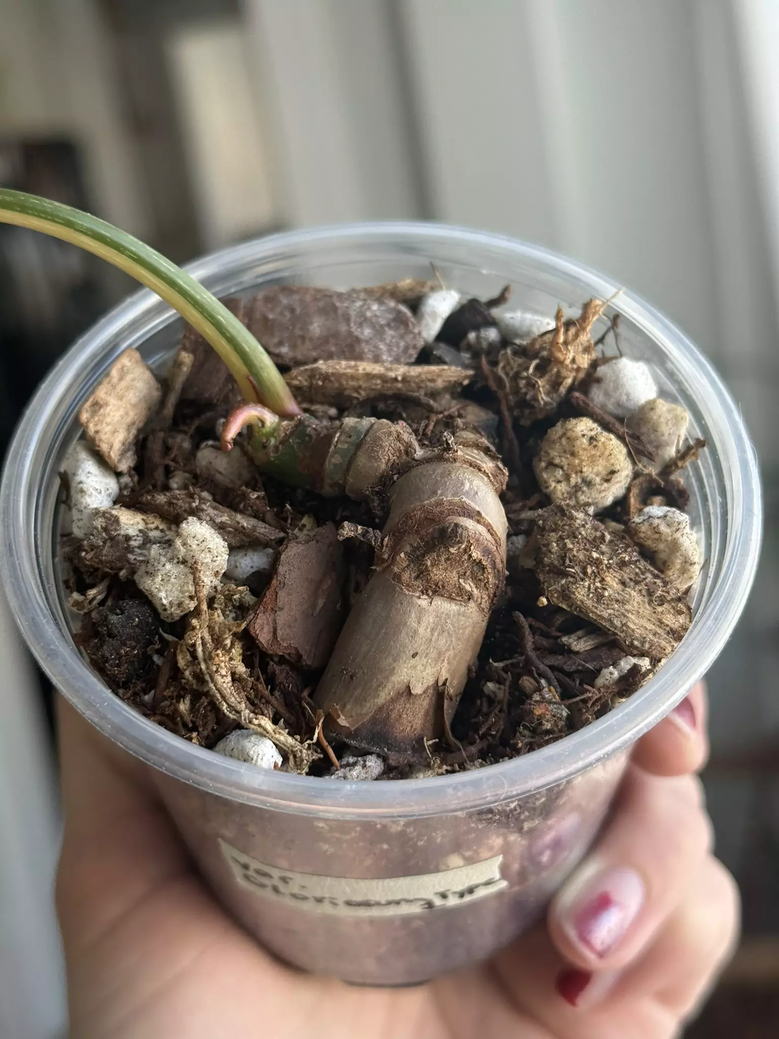 plant/Variegated Gloriosum Type I-1