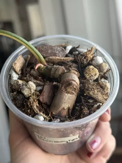 plant/Variegated Gloriosum Type I-1-thumbnail