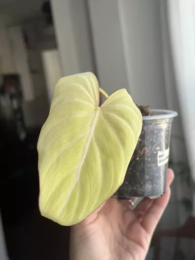 plant/Variegated Gloriosum Type I-0-thumbnail