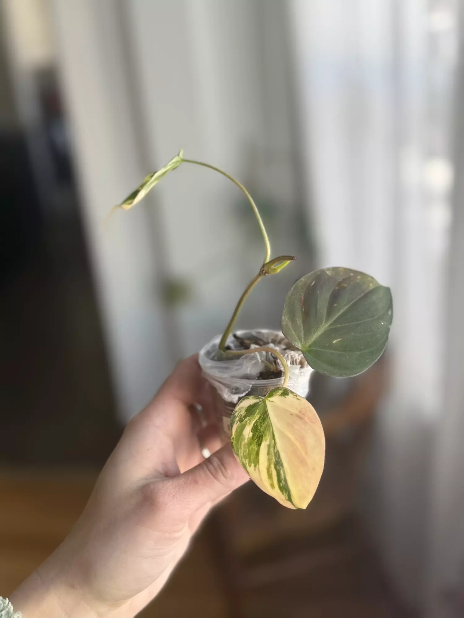 plant/Micans Aurea-1