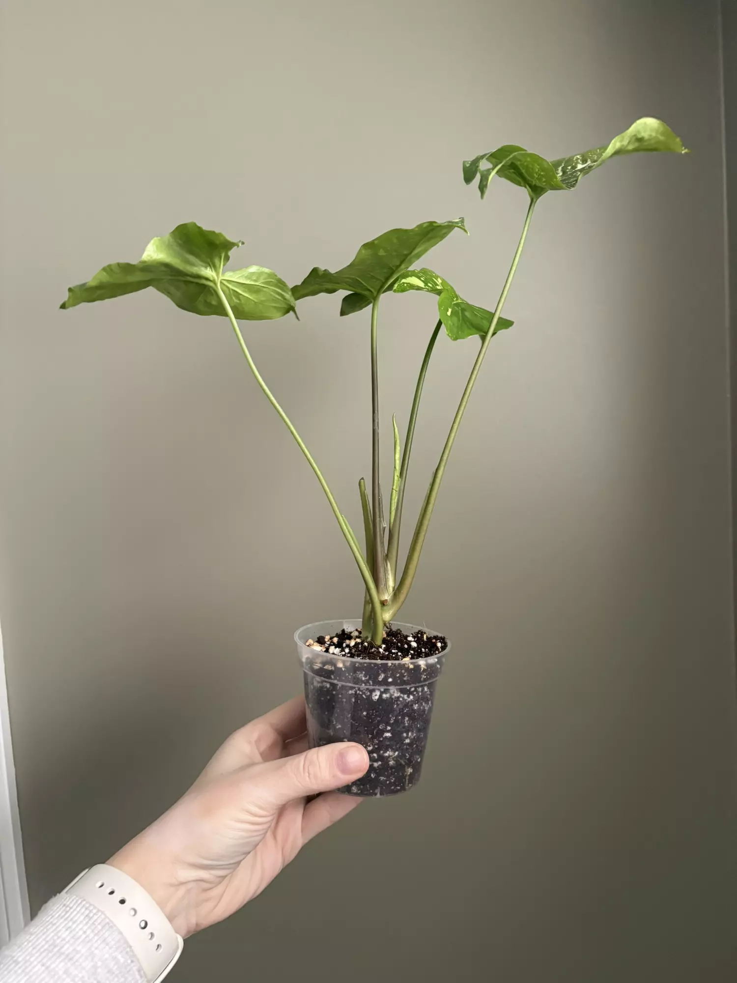 plant/Syngonium Panda Galaxy-1